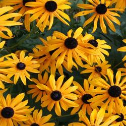 Perene: Rudbekija - rudbeckia